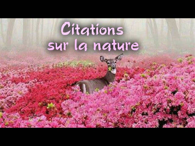 Magnifiques citations sur la Nature en musique .