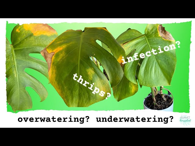 What's Wrong With My Houseplant?  Overwatering vs underwatering