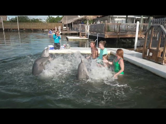 Your Family's Gotta Try This: The Dolphin Research Center in Grassy Key