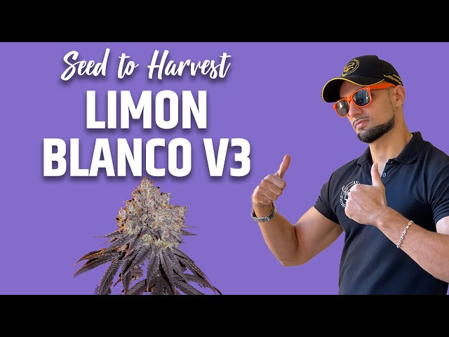 Limon Blanco V3 by Khalifa Genetics - Seed to Harvest 🌱