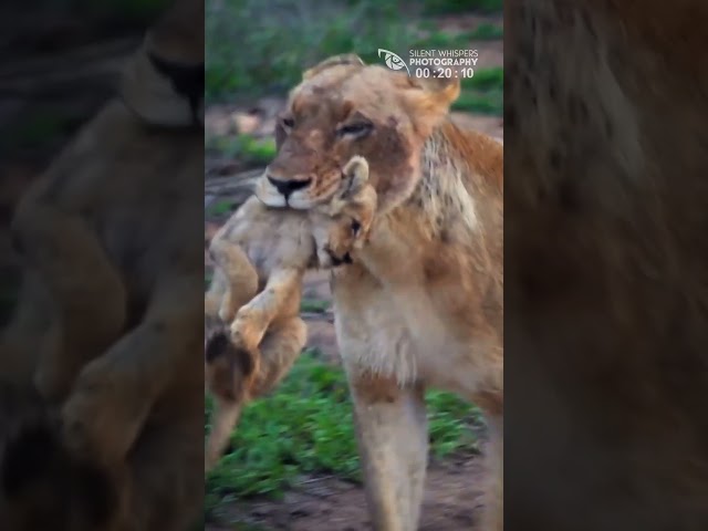 Lionesses And Their Cubs Walking Across The River