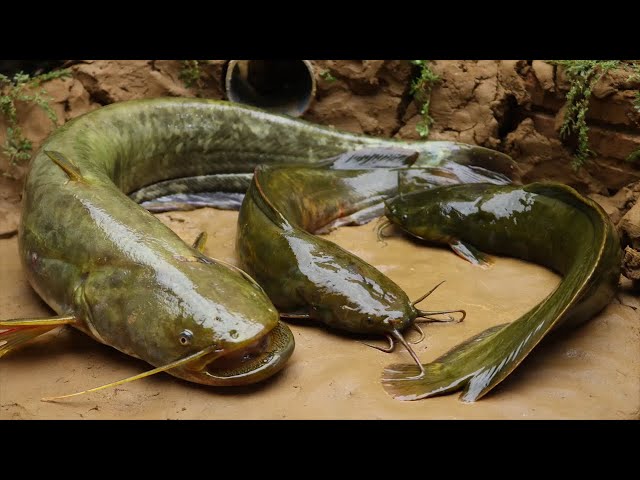 Stop Motion ASMR - Catch Snakehead, Catfish Mud Hole to Primitive Cooking in The Cave | Cuckoo