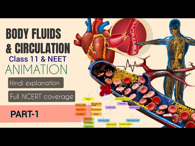 Body fluids & circulation ANIMATION part-1 for NEET |BODY FLUIDS| HINDI |#blood #lymph  #circulation