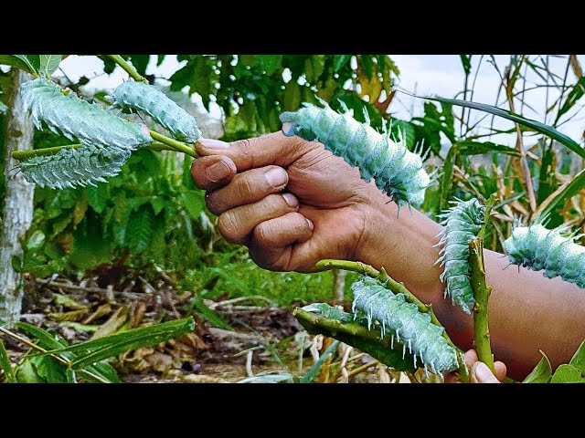 observing super giant caterpillars in coffee plantations