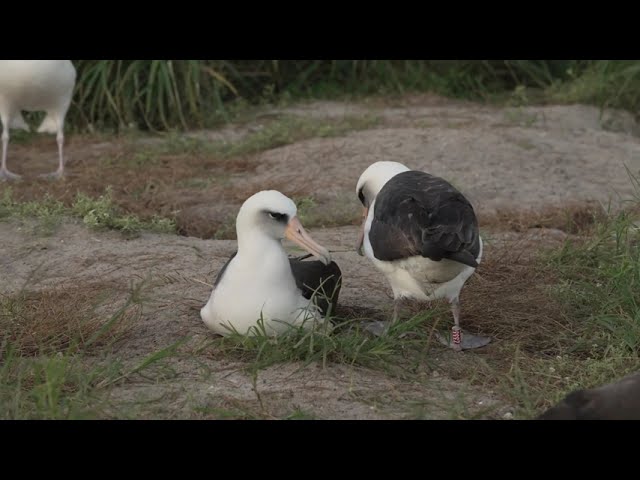 Wisdom + Mate with Egg 11_27_25 Midway Atoll Refuge