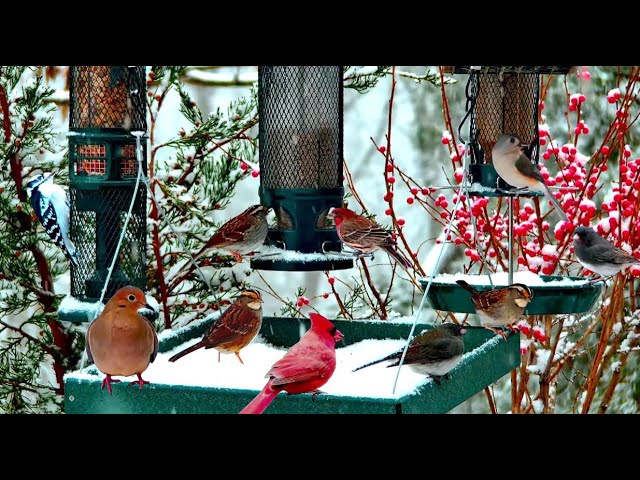 🔴LIVE 4K Winter Garden Bird Feeder: Cardinals, Woodpeckers, Snow Birds, Juncos, Christmas Wonderland