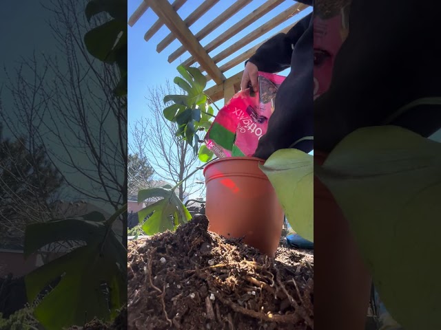 Feb 2024 splitting/transplanting a monstera in 20 minutes. 7 trying to get it out of the container