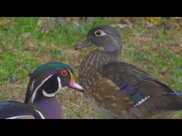 Cry of the Female Wood Duck: Discover its Language!  4K ULTRA HD