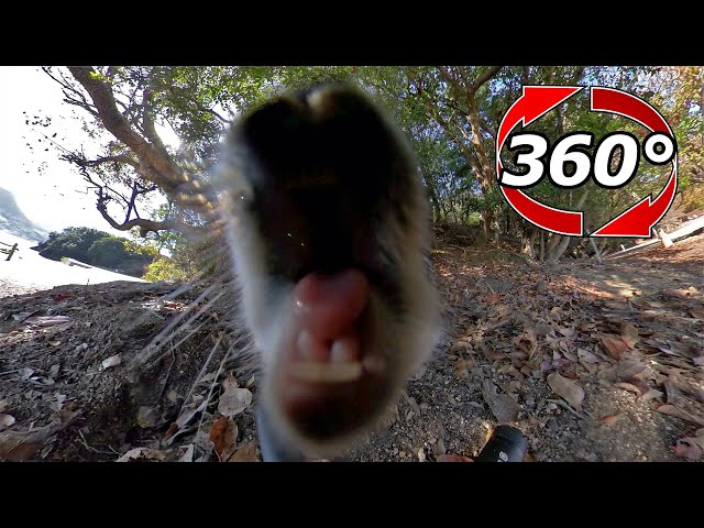 VR 360° | Rabbit "I'm hungry!" Appeal by biting the camera.