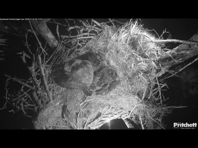 Southwest Florida Eagle Cam