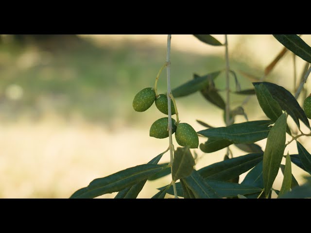 I paesaggi dell'olio e dell'olivo nella Bioregione Pontina (Ecomuseo dell'Agro Pontino)