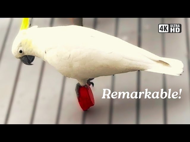 How Did They Do That?! | Keeping up with the Cockatoos! 🤔