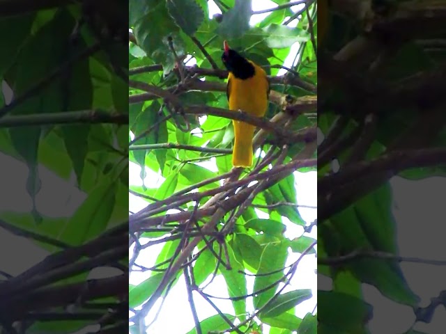 funny birds #shorts  #birds #funny #pets #parrot #cute #animals #chicks #babychicken #shortvideo