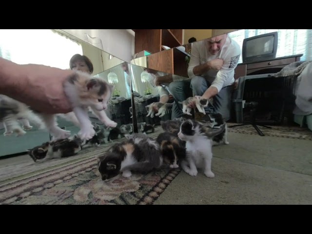 First time in mirrors. Kitties, amazing time, 5 weeks old.