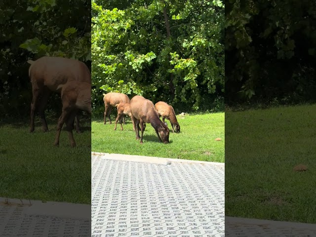 Family of Elk in Cherokee, NC – A Majestic Sight!