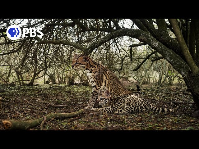 Cameraman Reacts to Capturing Rare Ocelot Footage