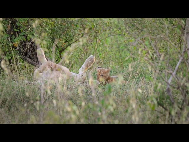 Two tiny lion cubs are dining in the bush. The lions belong to the big Topi pride. HDR 4K.