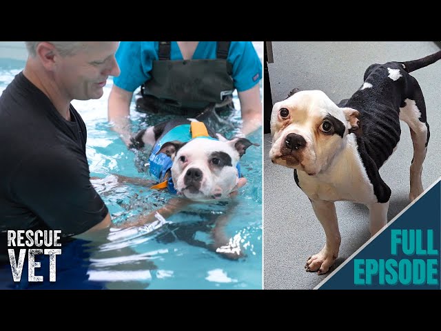 Biggest transformation of emaciated rescue dog | Rescue Vet with Dr Scott Miller