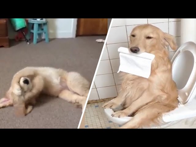 Funniest & Cutest Golden Retriever Puppies - Funny Puppy Videos