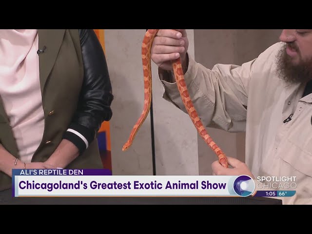 Chicagoland's Greatest Exotic Animal Show