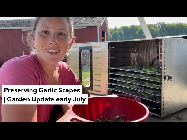 Preserving Garlic Scapes | Early July Garden 2023