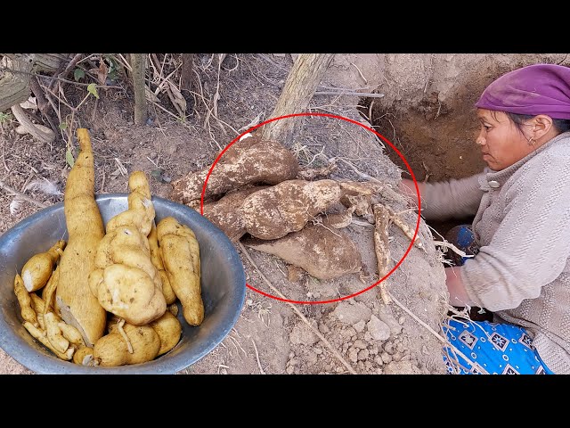 sarmila finding chayote roots in the village || bhumi village vlogs || village life @bhumicooking