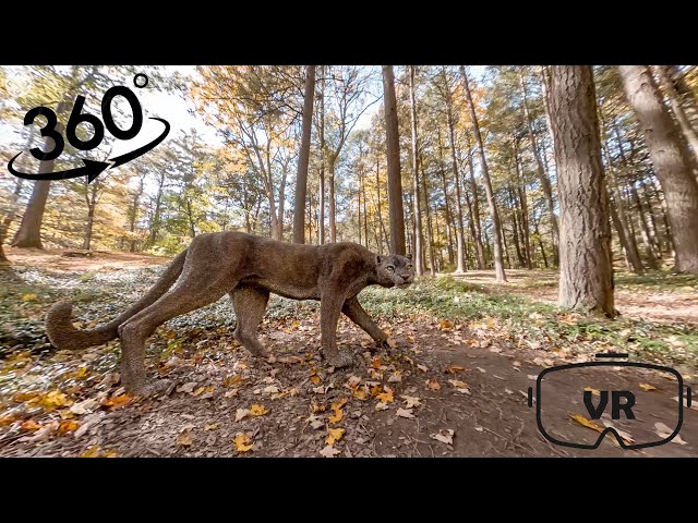 360° VR Picture+: Nearby the Big Cat