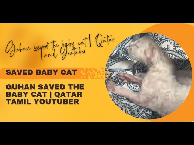 Guhan saved the baby cat | Qatar Tamil Youtuber  #qatar #vlogs #tamil#tamilshorts #vlogger #tamil