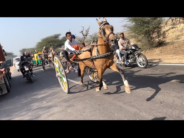 Horse racing Bikaner 2024 1st race ||  Bikaner horse race 🏇 2024🐎👑🏇|| ​@therj07raider