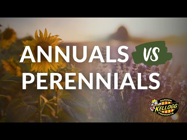 Annuals vs. Perennials: Understanding the Difference for Your Garden