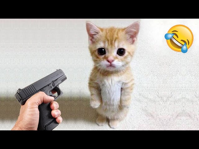 Your Dose of Hilarious Cats😂🐱 | Hilarious Pet Videos Compilation 2025