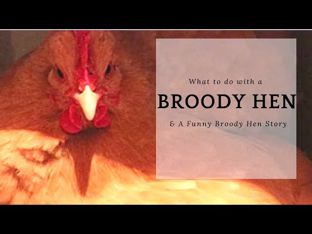 Broody Hens |  Broody Hen Story