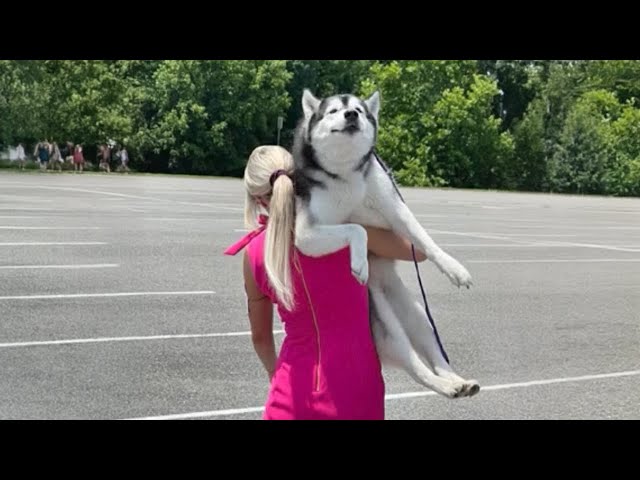 The World's funniest HUSKY   😁 Funny Dogs Video 2024