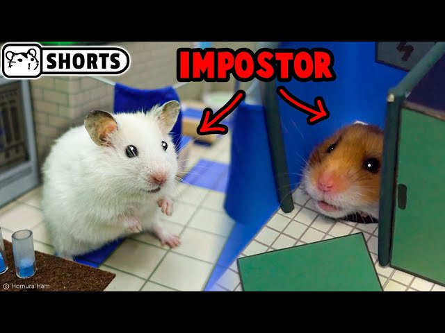 Hamster impostor Among Us on the Polus #Shorts 😈 Homura Ham