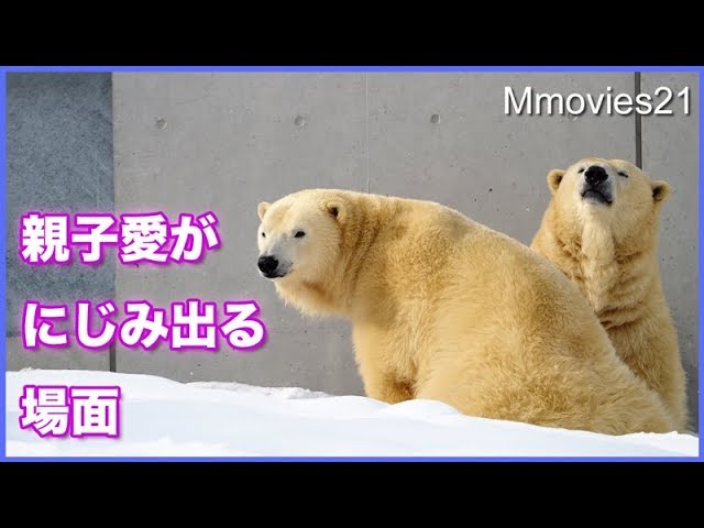 リラを探すララ　呼ばれて駆け寄るリラ　　Polar Bears　mom and daughter love