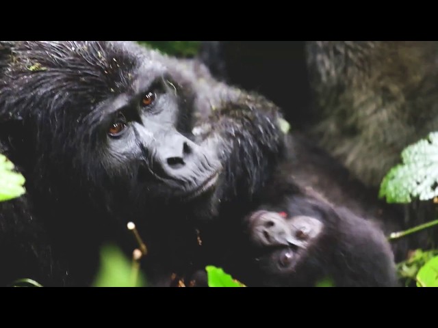 Seeing the last Mountain Gorillas in Uganda • THE WORLD PURSUIT