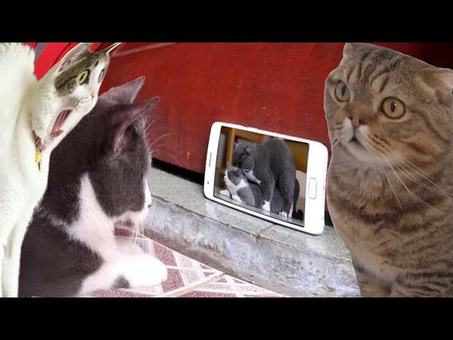 Our cats react to viral videos