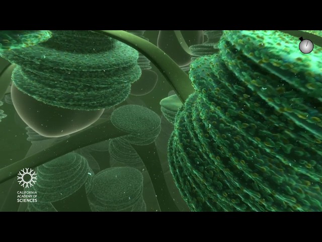 Travel Deep Inside a Leaf | California Academy of Sciences