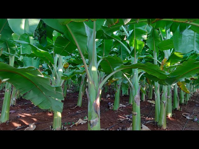 Banana field overview | Banana growing process | Agriculture India