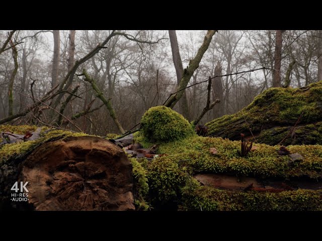 Winter Bird Sounds in a Forest of Fallen Trees in 4K (Original)