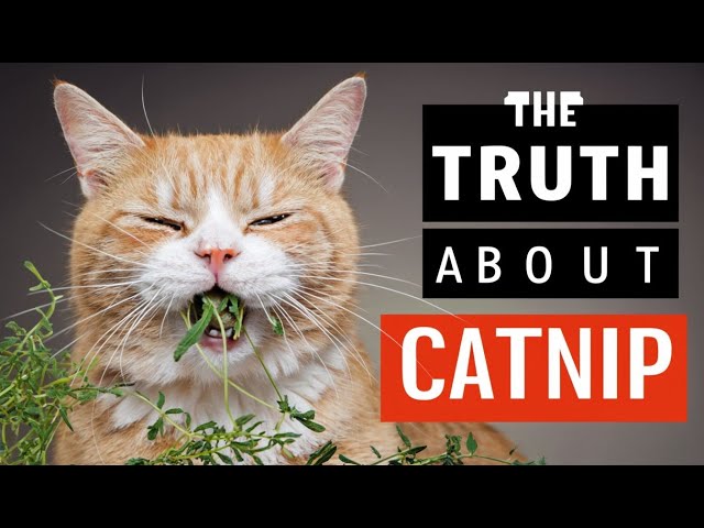 What Catnip Really Does to Your Cat