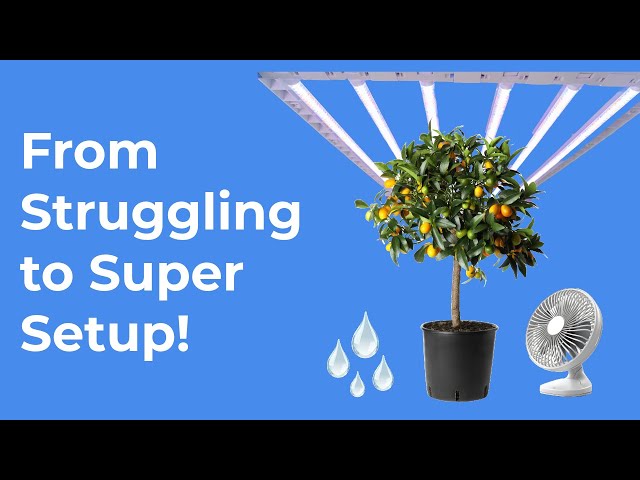 Rescuing Dying Citrus Trees: Transplant & Ultimate Grow Tent Setup 🍋🌱💡