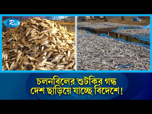 চলন বিলের শুঁটকির ঘ্রাণ দেশে ছাড়িয়ে পৌঁছে যাচ্ছে বিদেশে! | Chalan Beel | Dry Fish | Rtv News