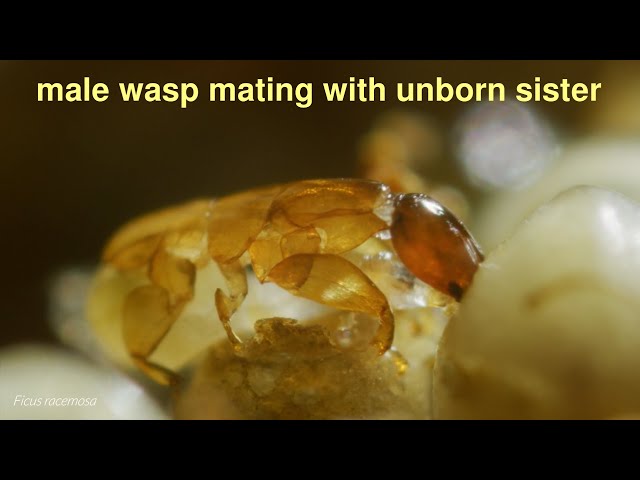 Incestuous fig wasps: death in paradise [HD]