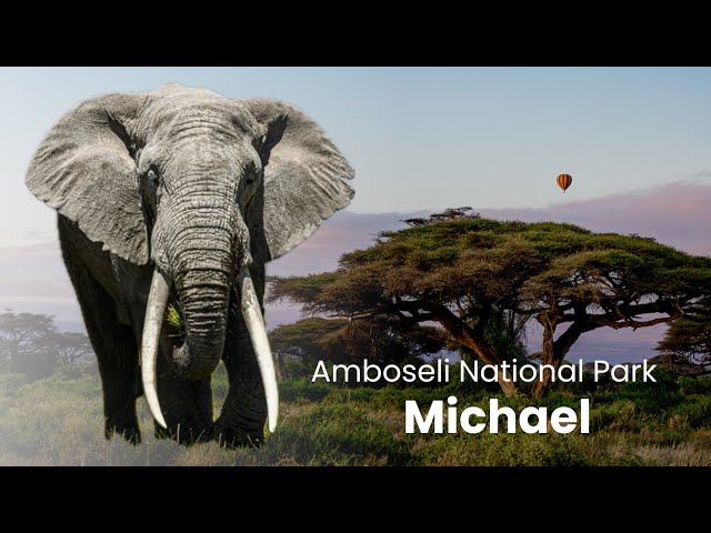 Big Tusker Michael at Amboseli - Amboseli National Park - Kenya 4K