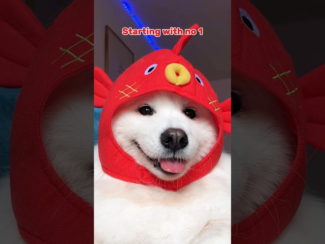 Send this to your Bestie 😏 #dogshorts #puppy #samoyed #funny #pets #tiktok #cute #shirothebuddy