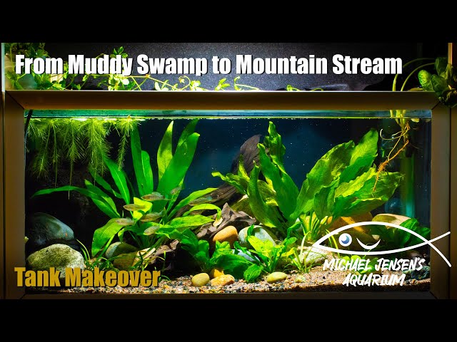 Northern Mountain swordtail - scaping a river tank