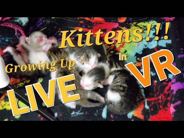 360 Live Five Newborn Kittens In A Box VR