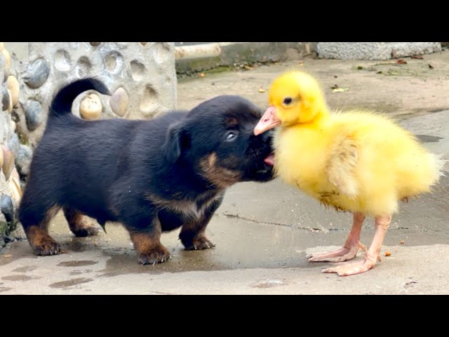 Shocking! 🐶 is chasing after the big sister goose 🪿 to show its gratitude! ❤️👍