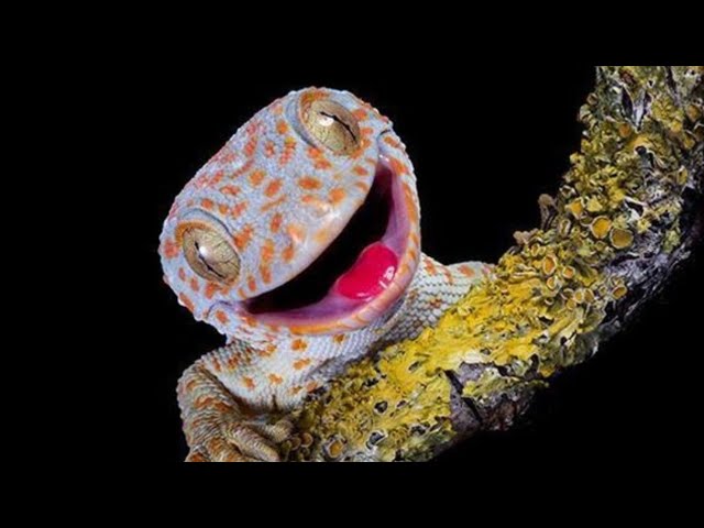 Suara Tokek Yang Keras Seram, Suara Tokek, Sound of Tokay Gecko, Tắc Kè, เสียงตุ๊กแก..ร้องน่ากลัว 19